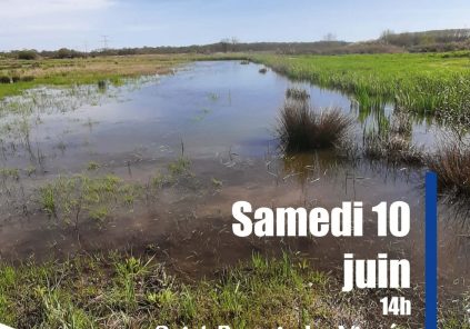 Excursión a la naturaleza: descubrimiento de humedales en el pantano de Virvée