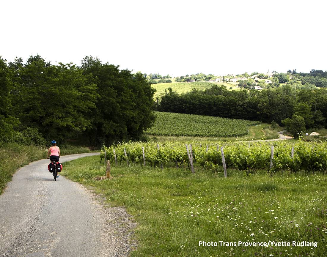 bike – vineyard