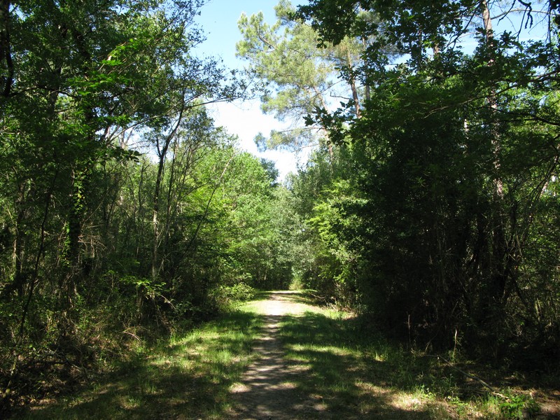 Forêt Marcenais