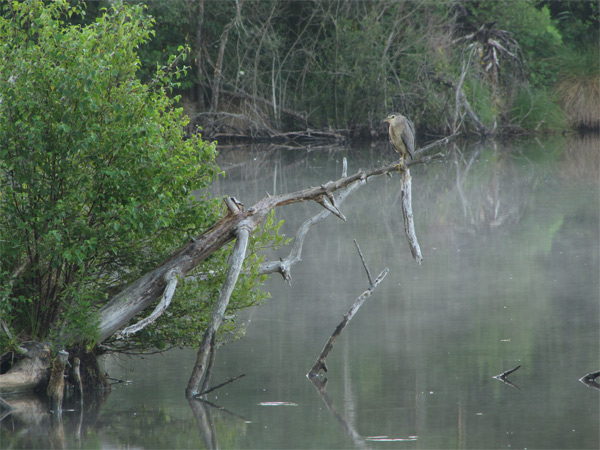 Nachtreigers zijn gemakkelijk te zien in de schemering op de Contaut-lagune