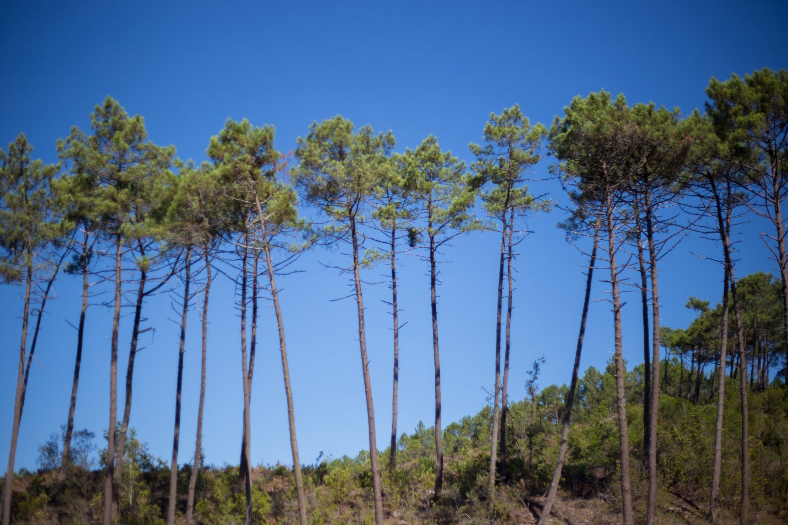 Forêt domaniale de Lacanau – © David Remazeilles (8)