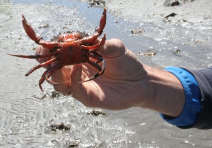 "Pinch mi pinch me", little crab fishing