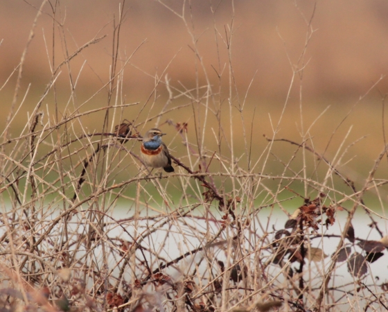 The beautiful bluethroat with mirror is found in the areas of Certes and Graveyron