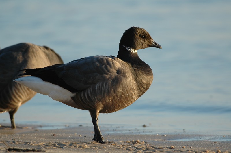 The Brent goose can be observed in winter, especially from the Pointe de Branne