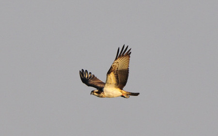 El águila pescadora es regular en la migración