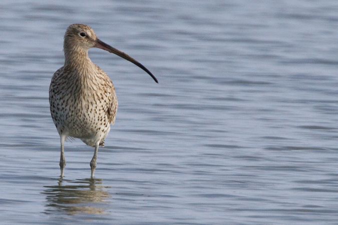 The tides circulate the waders like this Eurasian curlew, between the basin and the estate