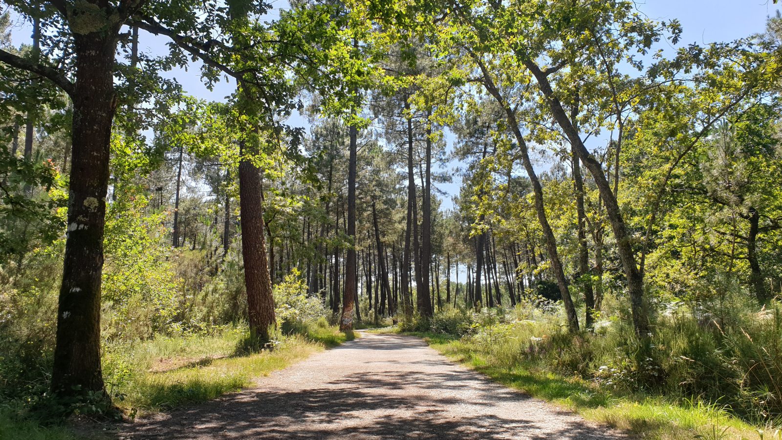 Balade à roulettes : Forêt de Migelane - La balade géologique à MARTILLAC - Itinéraires touristiques - Gironde Tourisme