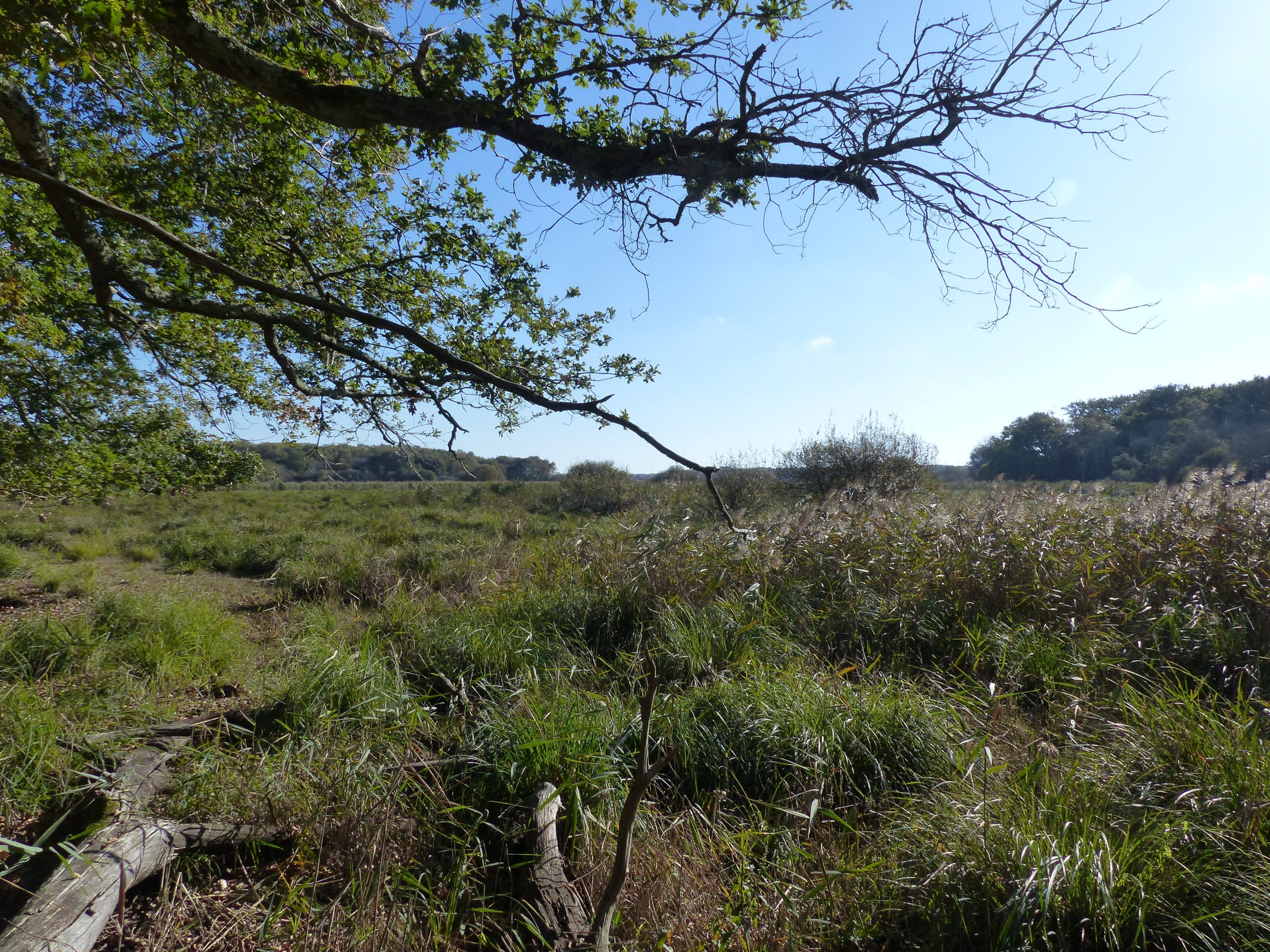 The Gua marsh trail