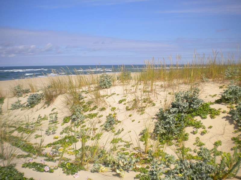 Paisaje de dunas costeras