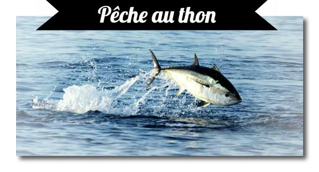 Pesca Arcachón2