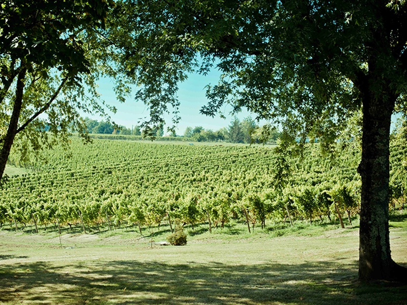 Wijnstokken van Château Thieuley