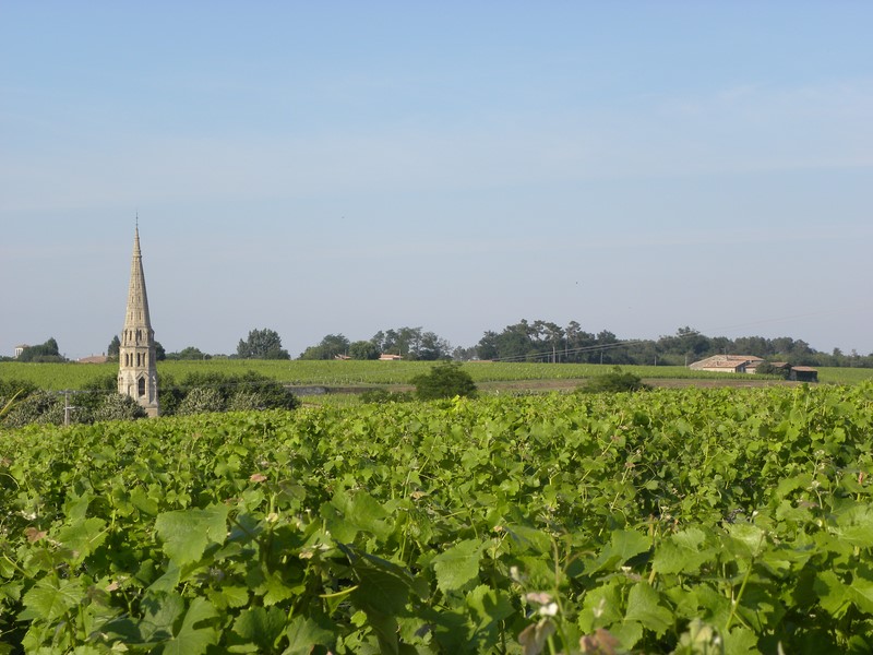 Great loop in the heart of the Sauternes vineyard
