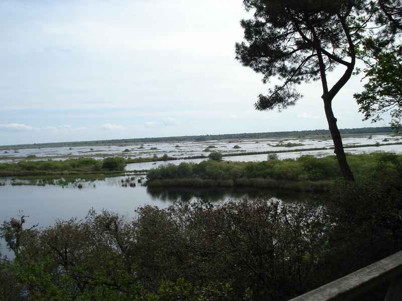 View of the marshes from the platform