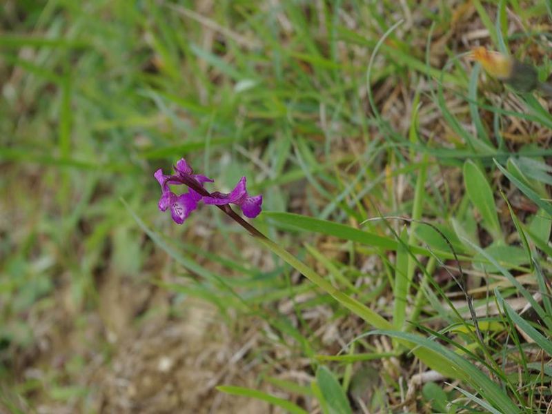 auros orchideeën 5