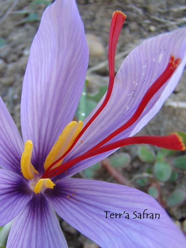 krokus sativus foto's