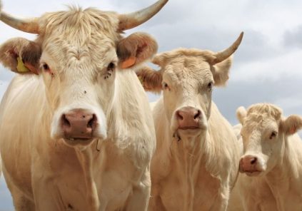 Rinder- und Geflügelzucht – Christophe VIGOUREUX